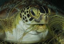 Research: Mitigating the effect of climate change on sea turtles —