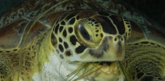 Research: Mitigating the effect of climate change on sea turtles —
