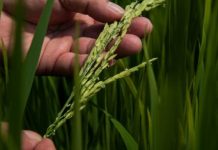 Research: Simple steps to climate-proof farms have big potential upside for tropical farmers —