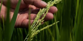 Research: Simple steps to climate-proof farms have big potential upside for tropical farmers —