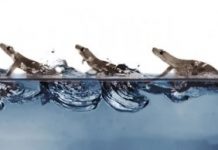 Research: Geckos combine surface tension with foot slapping to stay above water surface —