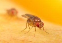 Research: Wild African fruit flies offer clues to their modern-day domestic life —