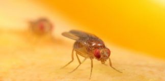 Research: Wild African fruit flies offer clues to their modern-day domestic life —