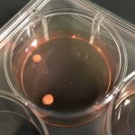 Study: What sets primates apart from other mammals? (Details)