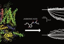 Research: News about a plant hormone —