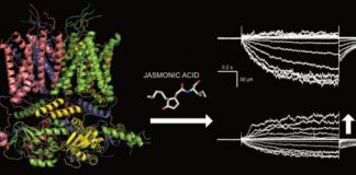 Research: News about a plant hormone —