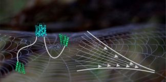 Tech: Molecular insights into spider silk — (Report)