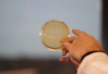 Research: Scientists to produce anti-cancer drugs in yeast —