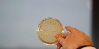 Research: Scientists to produce anti-cancer drugs in yeast —