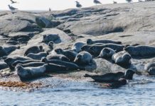 Research: Increasing seal population will not harm largest fish stocks in the Baltic —