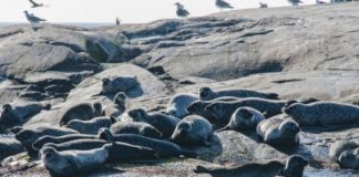 Research: Increasing seal population will not harm largest fish stocks in the Baltic —