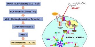 Study: Mutation causing arterial autoimmune disease revealed — (Details)