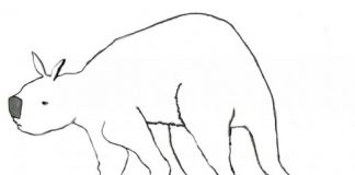 Research: Tiny Australian wallaby the last living link to extinct giant kangaroos —