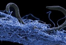 Research: Life in Deep Earth totals 15 to 23 billion tons of carbon — hundreds of times more than humans —
