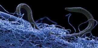 Research: Life in Deep Earth totals 15 to 23 billion tons of carbon — hundreds of times more than humans —