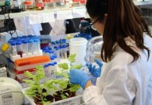 Research: Plants as antifungal factories —