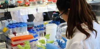 Research: Plants as antifungal factories —