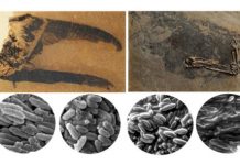 Research: Scientists discover how birds and dinosaurs evolved to dazzle with colourful displays —