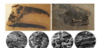 Research: Scientists discover how birds and dinosaurs evolved to dazzle with colourful displays —