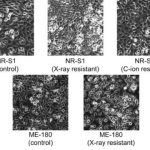 Study: Cancer cells distinguished by artificial intelligence-based system — (Details)