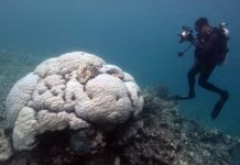 Research: The future of the world’s coral reefs is uncertain, as the impact of global heating continues to escalate —