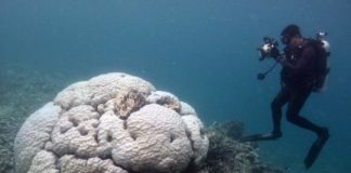 Research: The future of the world’s coral reefs is uncertain, as the impact of global heating continues to escalate —