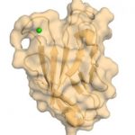 Study: Understanding structure of human TIM-3 provides new insights for cancer and autoimmune drug development — (Details)