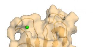 Study: Understanding structure of human TIM-3 provides new insights for cancer and autoimmune drug development — (Details)