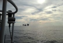 Research: Key players in the marine nitrogen cycle can utilize cyanate and urea —