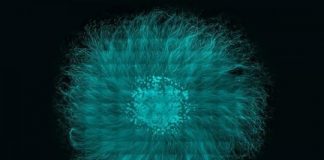 Study: Injured neurons temporarily revert to immature state — (Details)