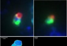 Research: Ocean fertilization by unusual microbes extends to frigid waters of Arctic Ocean —