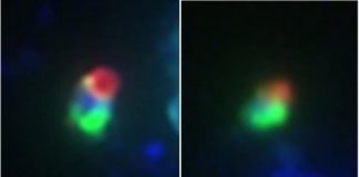 Research: Ocean fertilization by unusual microbes extends to frigid waters of Arctic Ocean —