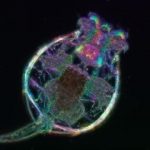 Study: Lifespan extension at low temperatures is genetically controlled — (Details)