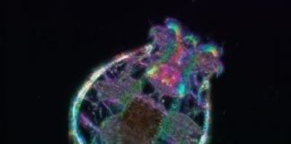 Study: Lifespan extension at low temperatures is genetically controlled — (Details)