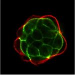 Study: The source of stem cells points to two proteins — (Details)