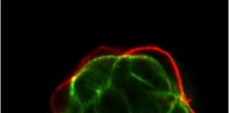 Study: The source of stem cells points to two proteins — (Details)