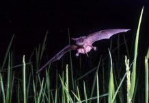 Research: ‘Pest-controlling’ bats could help save rainforests —
