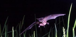 Research: ‘Pest-controlling’ bats could help save rainforests —