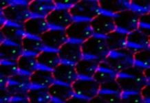 Research: Algorithms to locate centrioles in the cell —