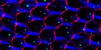 Research: Algorithms to locate centrioles in the cell —