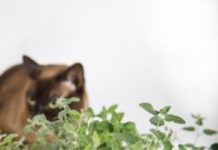 Research: How catnip makes the chemical that causes cats to go crazy —