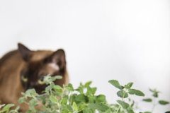 Research: How catnip makes the chemical that causes cats to go crazy —