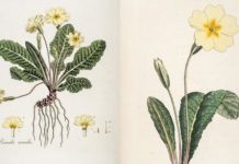 Research: The plant whose sex life fascinated Charles Darwin —