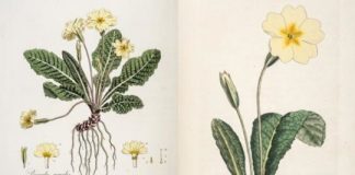 Research: The plant whose sex life fascinated Charles Darwin —