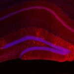 Study: How returning to a prior context briefly heightens memory recall — (Details)