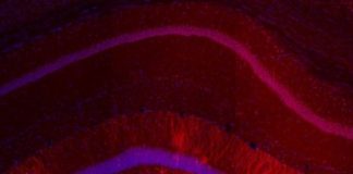 Study: How returning to a prior context briefly heightens memory recall — (Details)