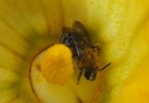Research: Stronger pesticide regulations likely needed to protect all bee species, say studies —