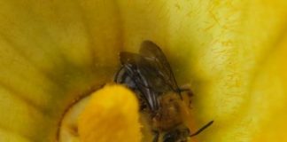 Research: Stronger pesticide regulations likely needed to protect all bee species, say studies —