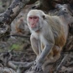 Study: What social stress in monkeys can tell us about human health — (Details)