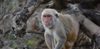 Study: What social stress in monkeys can tell us about human health — (Details)